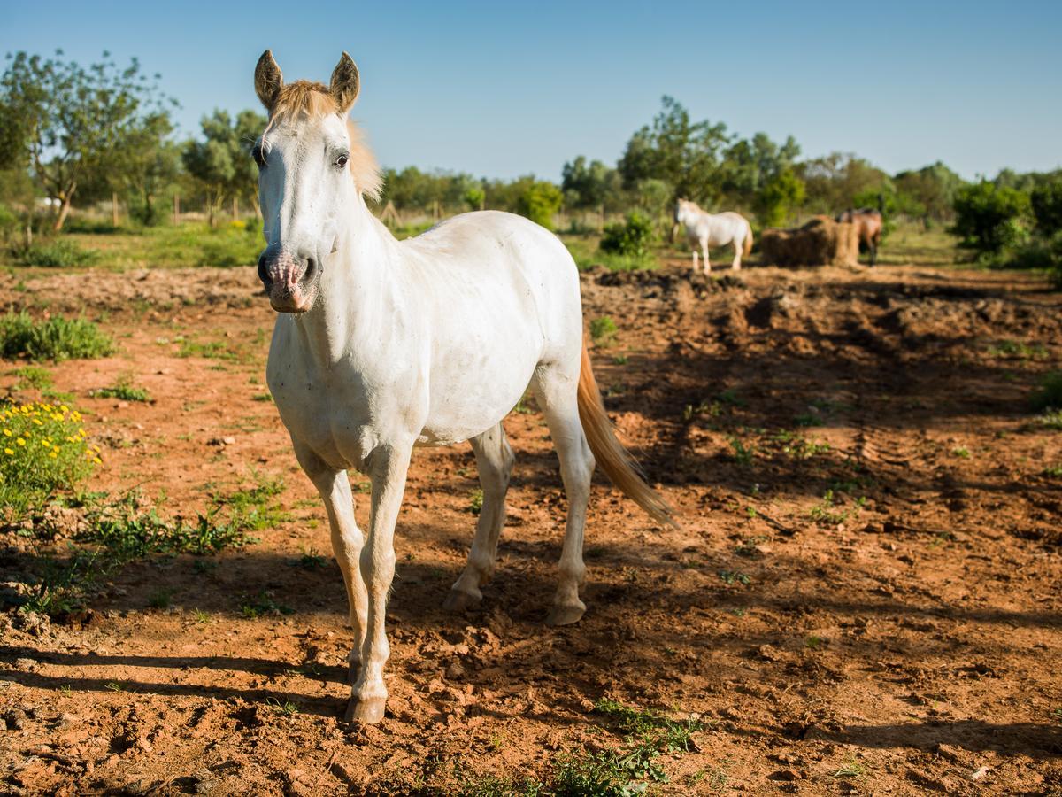 Affittacamere Sa Bassa Rotja Ecoturisme Porreres Esterno foto